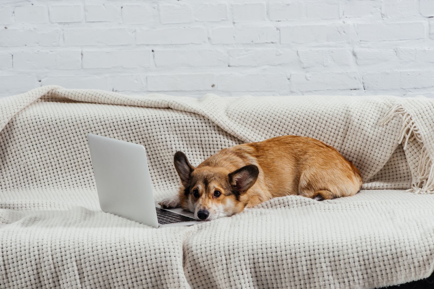A cute corgi lying lazily on a couch in an apartment, with a laptop resting on its nose and a relaxed expression on its face